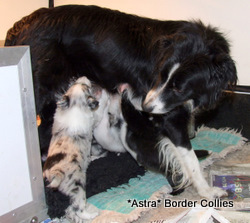 Red and White Male, medium to rough coat, border collie puppy